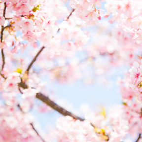 春風に出会う桜の約束